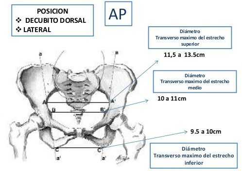 PELVIS OSEA NORMAL. PRESENTACION ACTITUD Y SITUACION FETALES. EVALUACION FETAL ANTEPARTO.