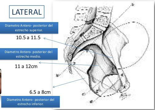 PELVIS OSEA NORMAL. PRESENTACION ACTITUD Y SITUACION FETALES. EVALUACION FETAL ANTEPARTO.