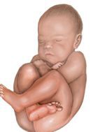 PELVIS OSEA NORMAL. PRESENTACION ACTITUD Y SITUACION FETALES. EVALUACION FETAL ANTEPARTO.