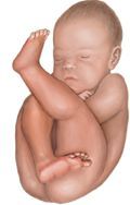 PELVIS OSEA NORMAL. PRESENTACION ACTITUD Y SITUACION FETALES. EVALUACION FETAL ANTEPARTO.