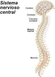PSICOFISIOLOGÍA O PSICOLOGÍA FISIOLOGICA