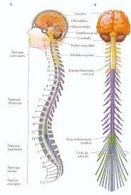PSICOFISIOLOGÍA O PSICOLOGÍA FISIOLOGICA
