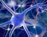 PSICOFISIOLOGÍA O PSICOLOGÍA FISIOLOGICA