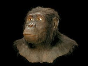 árbol evolutivo de los seres humanos