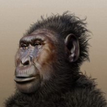 árbol evolutivo de los seres humanos