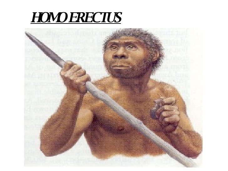 árbol evolutivo de los seres humanos