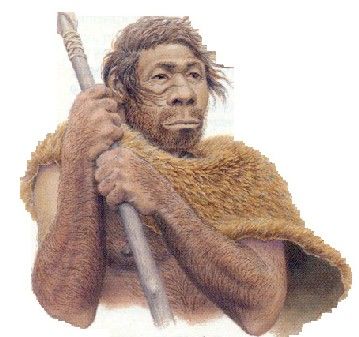 árbol evolutivo de los seres humanos