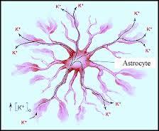 PSICOFISIOLOGÍA O PSICOLOGÍA FISIOLOGICA