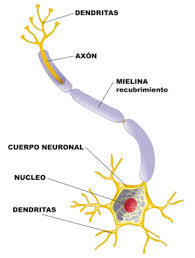 PSICOFISIOLOGÍA O PSICOLOGÍA FISIOLOGICA