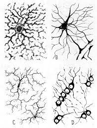 PSICOFISIOLOGÍA O PSICOLOGÍA FISIOLOGICA