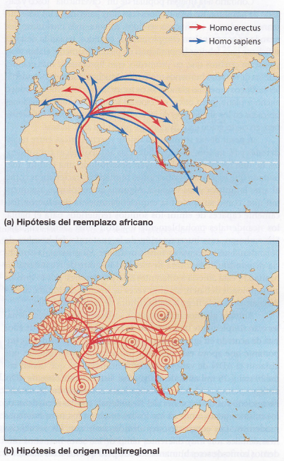 árbol evolutivo de los seres humanos