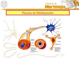 PSICOFISIOLOGÍA O PSICOLOGÍA FISIOLOGICA