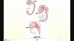 PSICOFISIOLOGÍA O PSICOLOGÍA FISIOLOGICA