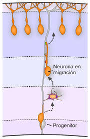 PSICOFISIOLOGÍA O PSICOLOGÍA FISIOLOGICA