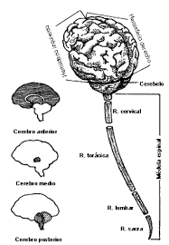 PSICOFISIOLOGÍA O PSICOLOGÍA FISIOLOGICA