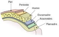PSICOFISIOLOGÍA O PSICOLOGÍA FISIOLOGICA