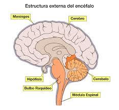 PSICOFISIOLOGÍA O PSICOLOGÍA FISIOLOGICA