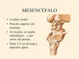 PSICOFISIOLOGÍA O PSICOLOGÍA FISIOLOGICA