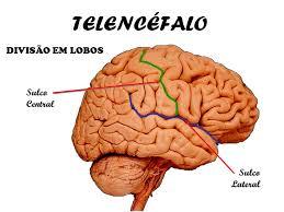PSICOFISIOLOGÍA O PSICOLOGÍA FISIOLOGICA