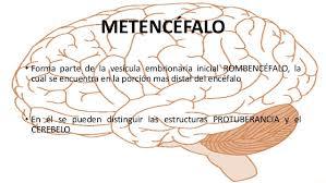 PSICOFISIOLOGÍA O PSICOLOGÍA FISIOLOGICA