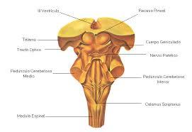 PSICOFISIOLOGÍA O PSICOLOGÍA FISIOLOGICA