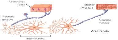 PSICOFISIOLOGÍA O PSICOLOGÍA FISIOLOGICA