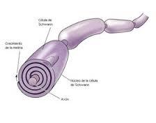 PSICOFISIOLOGÍA O PSICOLOGÍA FISIOLOGICA