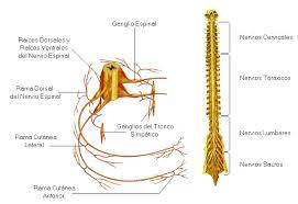 PSICOFISIOLOGÍA O PSICOLOGÍA FISIOLOGICA
