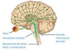 PSICOFISIOLOGÍA O PSICOLOGÍA FISIOLOGICA