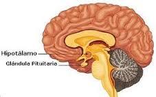 PSICOFISIOLOGÍA O PSICOLOGÍA FISIOLOGICA