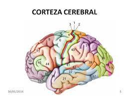 PSICOFISIOLOGÍA O PSICOLOGÍA FISIOLOGICA