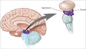 PSICOFISIOLOGÍA O PSICOLOGÍA FISIOLOGICA