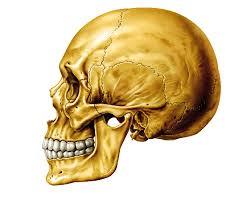 PSICOFISIOLOGÍA O PSICOLOGÍA FISIOLOGICA