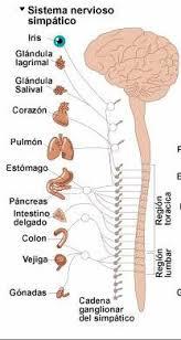 PSICOFISIOLOGÍA O PSICOLOGÍA FISIOLOGICA