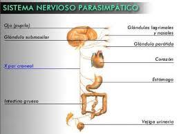 PSICOFISIOLOGÍA O PSICOLOGÍA FISIOLOGICA