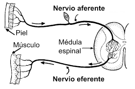 PSICOFISIOLOGÍA O PSICOLOGÍA FISIOLOGICA