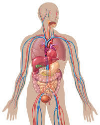 PSICOFISIOLOGÍA O PSICOLOGÍA FISIOLOGICA