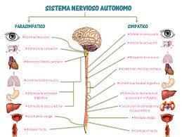 PSICOFISIOLOGÍA O PSICOLOGÍA FISIOLOGICA