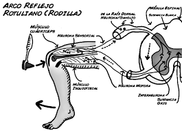 PSICOFISIOLOGÍA O PSICOLOGÍA FISIOLOGICA