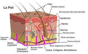 PSICOFISIOLOGÍA O PSICOLOGÍA FISIOLOGICA