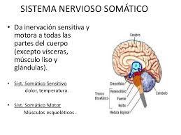 PSICOFISIOLOGÍA O PSICOLOGÍA FISIOLOGICA