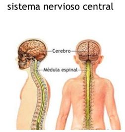 DESARROLLO HISTÓRICO DE LA PSICOFISIOLOGÍA