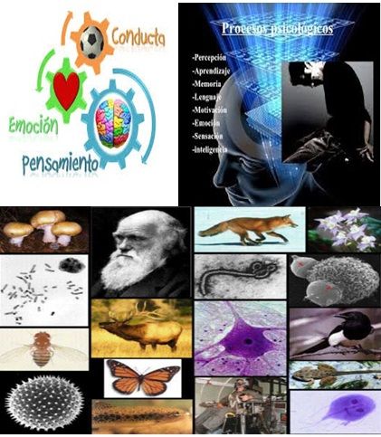DESARROLLO HISTÓRICO DE LA PSICOFISIOLOGÍA