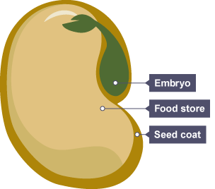 Plant reproduction