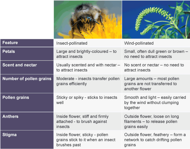 Plant reproduction