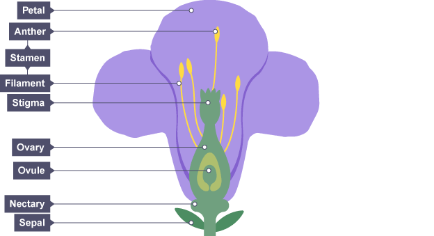 Plant reproduction