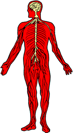 DESARROLLO HISTORICO DE LA PSICOFISIOLOGIA