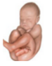 Pelvis osea normal. Presentación, actitud y situación fetal. Evaluación anteparto