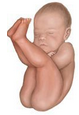 Pelvis osea normal. Presentación, actitud y situación fetal. Evaluación anteparto