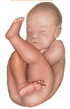 Pelvis osea normal. Presentación, actitud y situación fetal. Evaluación anteparto